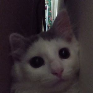 Meet your Posher, Lenny